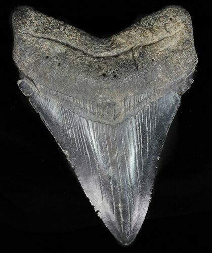 Fossil Megalodon Tooth - Georgia #60894